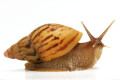 Lissachatina zanzibarica semiadult
